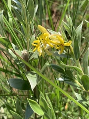 Lasiosiphon splendens