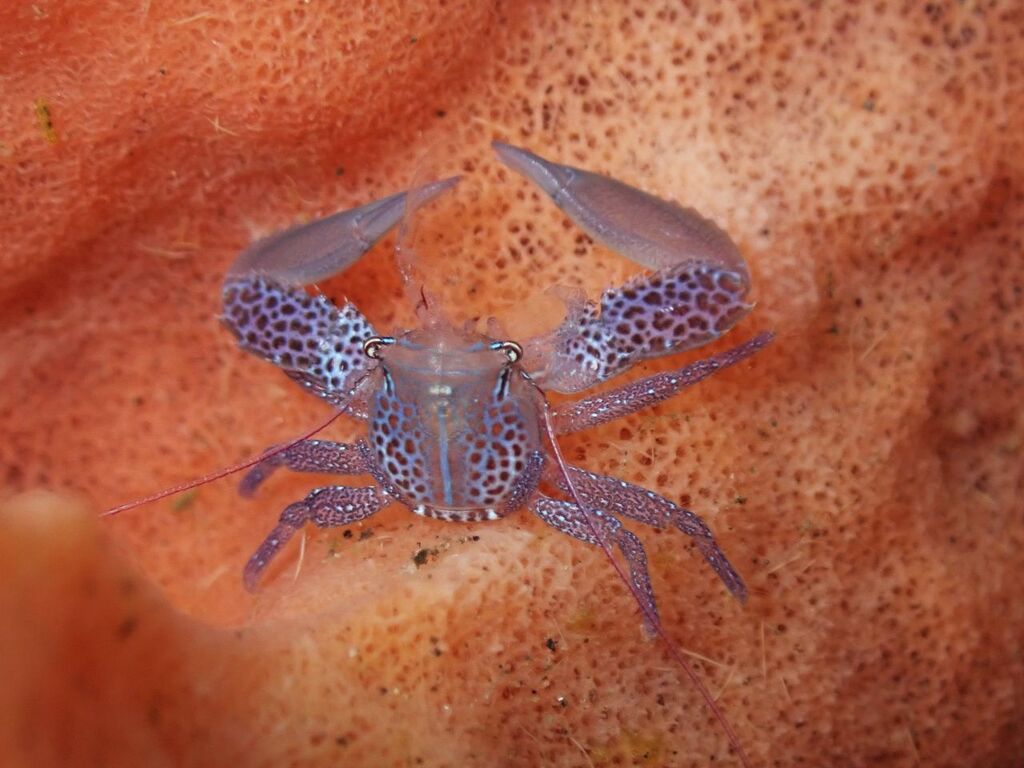 Lissoporcellana