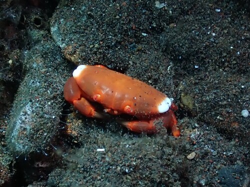 Liomera cinctimanus observed 2025-10-03