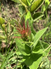 Acalypha punctata
