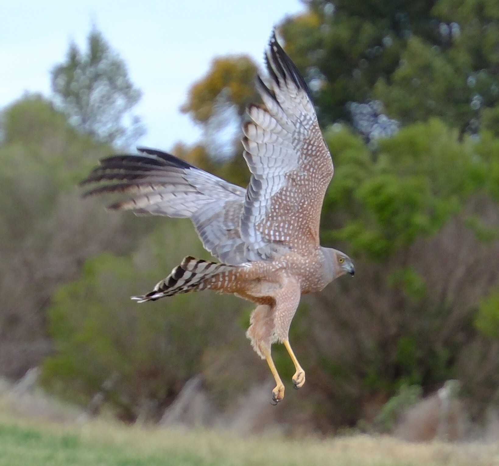 Spotted Harrier illustration