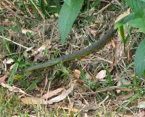 Common Tree Snake sighting
