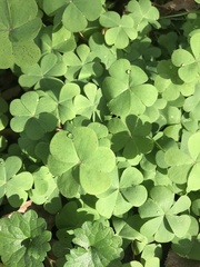 Oxalis articulata