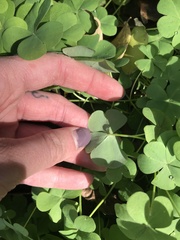 Oxalis articulata