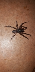 Megalostrata