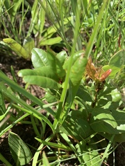 Ochna barbertonensis