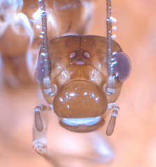 Elipsocus hyalinus