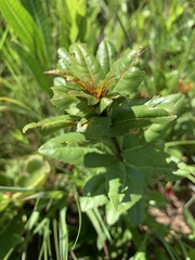 Ochna barbertonensis