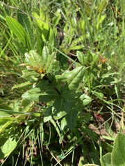 Ochna barbertonensis
