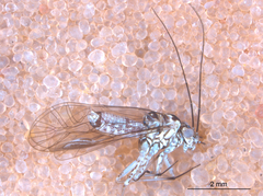 Mesopsocus