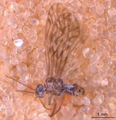 Philotarsus californicus