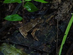 Rhinella dapsilis
