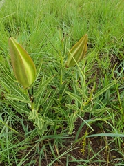 Pachycarpus schinzianus