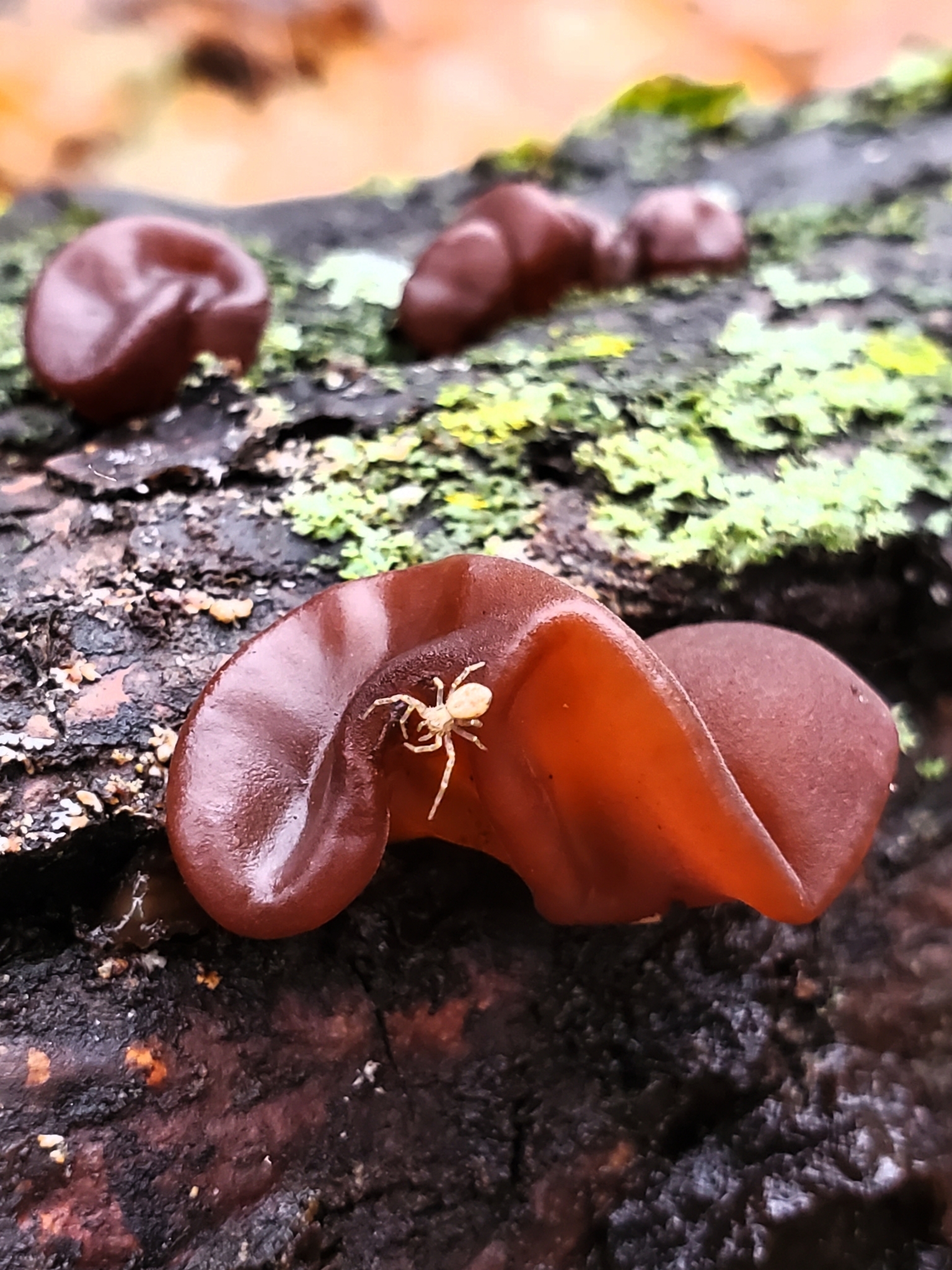 Wood Ear Fungus Uk informacionpublica.svet.gob.gt