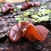 Wood Ear Fungi - Photo (c) Katy Wang, some rights reserved (CC BY-NC)