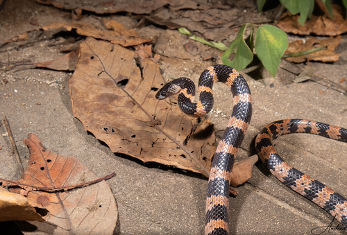 Photo of a Recluse Wolf Snake (Lycodon obvelatus)