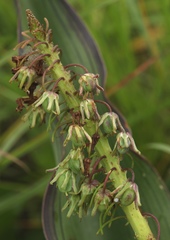 Ledebouria zebrina