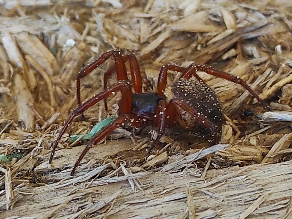 Noble Fettspinne