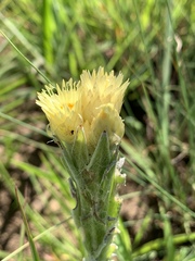Helichrysum mixtum mixtum