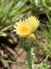 Helichrysum mixtum mixtum