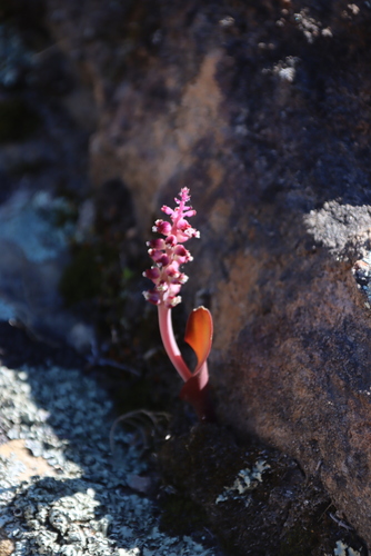 Lachenalia membranacea