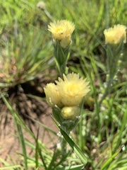 Helichrysum mixtum mixtum