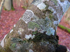 Buellia griseovirens