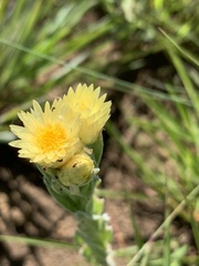 Helichrysum mixtum mixtum