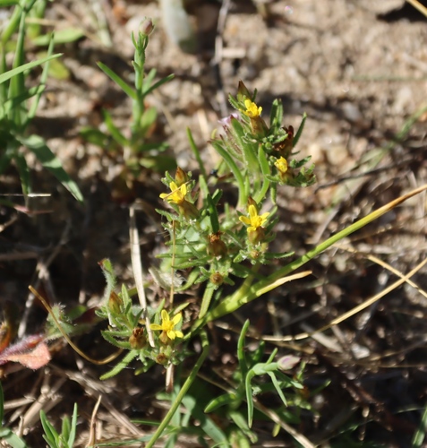 Short Pepper Daisy (Rhynchopsidium sessiliflorum)