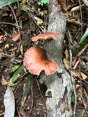 Omphalotus japonicus