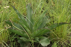 Ledebouria zebrina