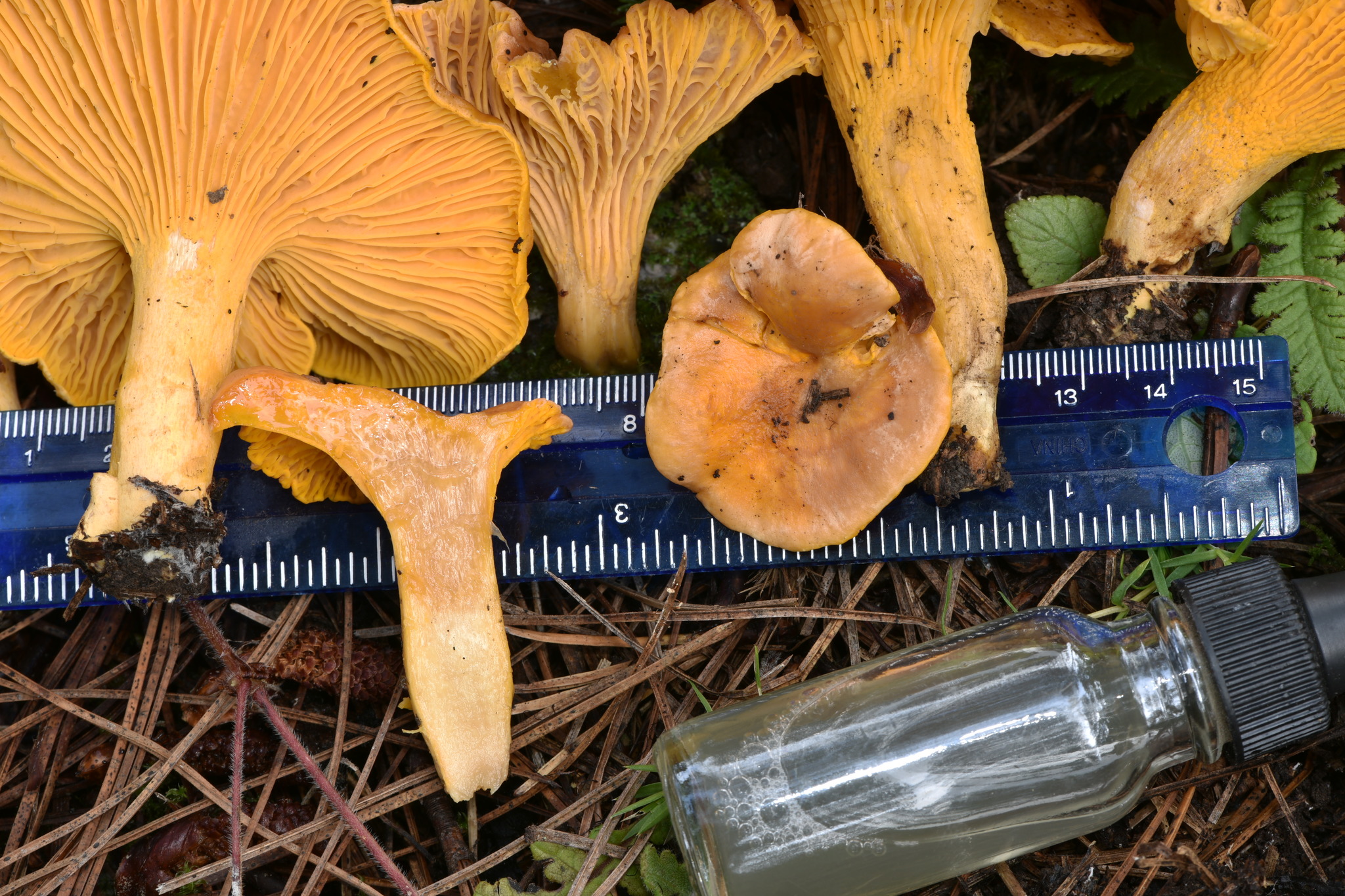 Cantharellus roseocanus image
