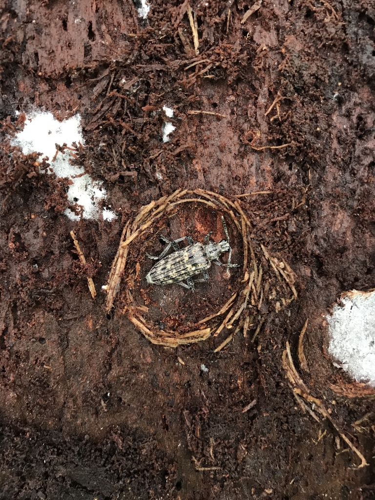 Ribbed Pine Borer