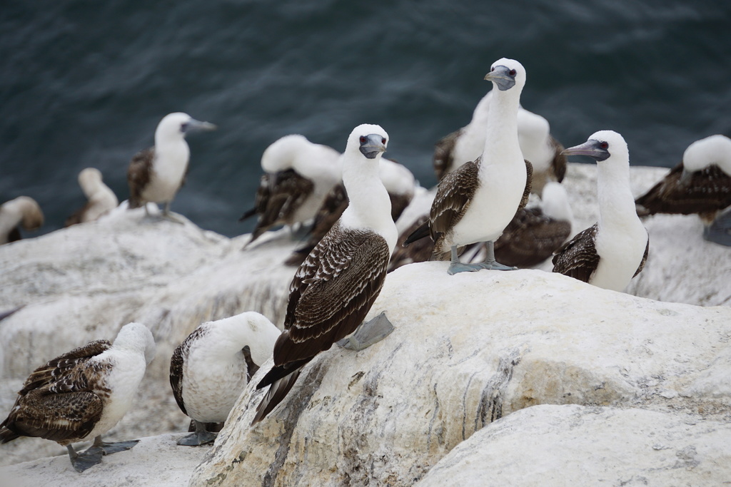 Several Peruvian boobies standing on white-streaked rock