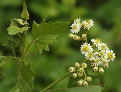 Microglossa mespilifolia