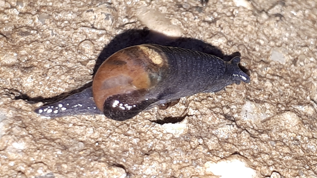 Ear-shaped Glass Snail