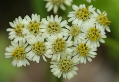 Microglossa mespilifolia