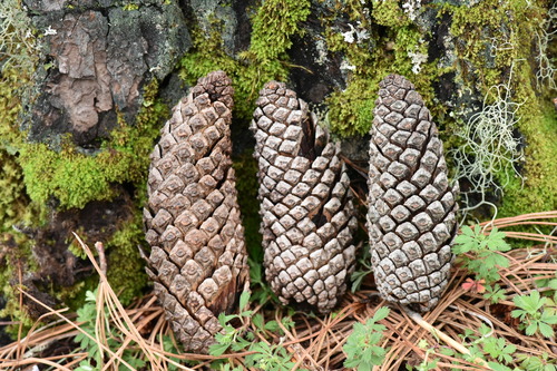 Montezuma pine