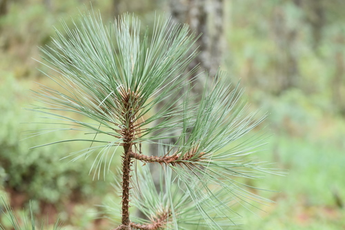 Montezuma pine