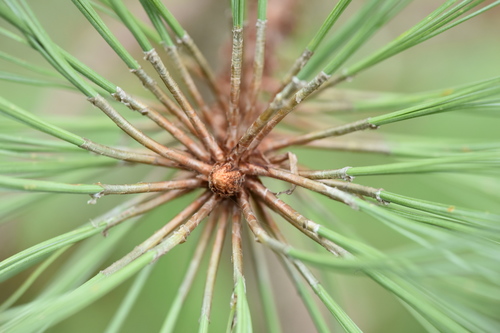 Montezuma pine