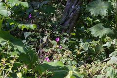 Ipomoea chenopodiifolia image
