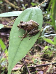 Pristimantis llanganati