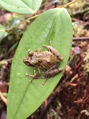 Pristimantis llanganati