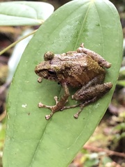 Pristimantis llanganati