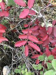Pistacia terebinthus palaestina