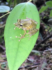 Pristimantis llanganati