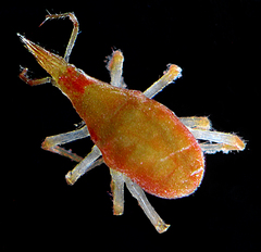 Bdelloidea