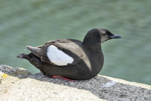 Black Guillemot