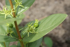 Vangueria venosa