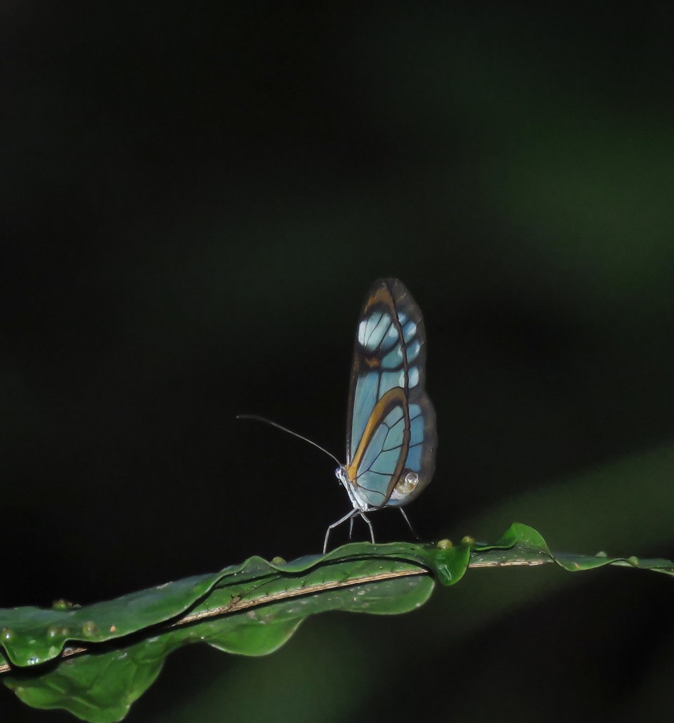 Hypoleria alema